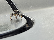 brilliant jumping spider