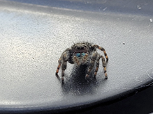 brilliant jumping spider