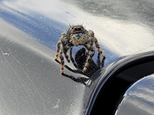 brilliant jumping spider