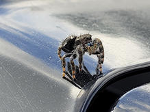 brilliant jumping spider