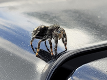 brilliant jumping spider