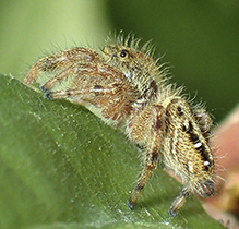 brilliant jumping spider