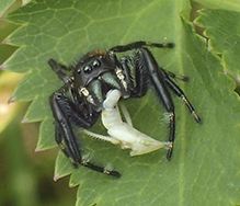 brilliant jumping spider