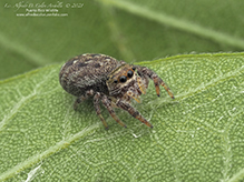 brilliant jumping spider