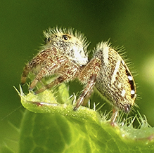 brilliant jumping spider