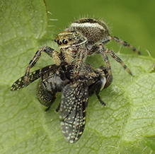 brilliant jumping spider