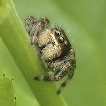 brilliant jumping spider