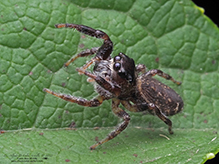 brilliant jumping spider