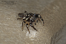 bronze jumping spider bronze jumping spider