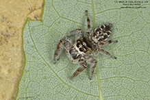 bronze jumping spider bronze jumping spider