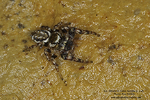 bronze jumping spider bronze jumping spider