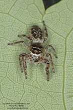 bronze jumping spider bronze jumping spider