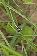 bronze jumping spider bronze jumping spider