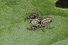 bronze jumping spider bronze jumping spider