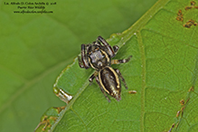 bronze jumping spider bronze jumping spider