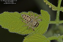 bronze jumping spider bronze jumping spider