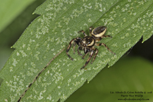 bronze jumping spider bronze jumping spider