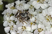 bronze jumping spider bronze jumping spider