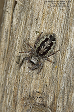 bronze jumping spider bronze jumping spider