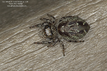 bronze jumping spider bronze jumping spider