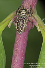 bronze jumping spider bronze jumping spider