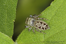 bronze jumping spider bronze jumping spider