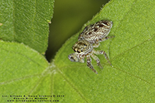 bronze jumping spider bronze jumping spider