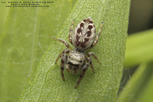 bronze jumping spider bronze jumping spider