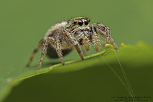 bronze jumping spider bronze jumping spider