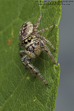 bronze jumping spider bronze jumping spider