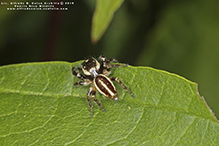bronze jumping spider bronze jumping spider