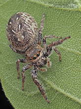 bronze jumping spider bronze jumping spider