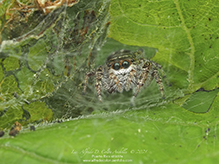 bronze jumping spider bronze jumping spider