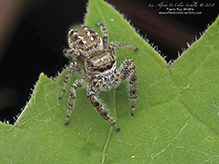 bronze jumping spider bronze jumping spider
