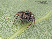 bronze jumping spider bronze jumping spider