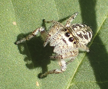 bronze jumping spider bronze jumping spider