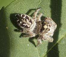 bronze jumping spider bronze jumping spider