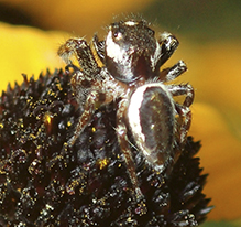 bronze jumping spider bronze jumping spider