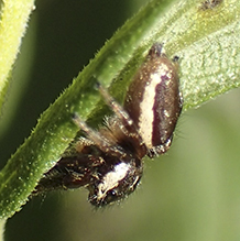 bronze jumping spider bronze jumping spider