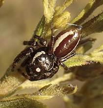 bronze jumping spider bronze jumping spider
