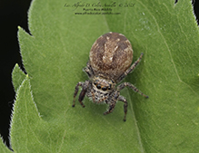 bronze jumping spider bronze jumping spider