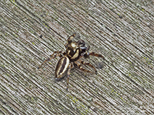 bronze jumping spider bronze jumping spider