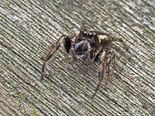 bronze jumping spider bronze jumping spider