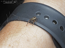 bronze jumping spider bronze jumping spider