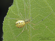 candy-striped spider