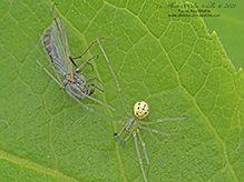 candy-striped spider