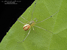 candy-striped spider