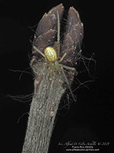 candy-striped spider
