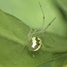 candy-striped spider