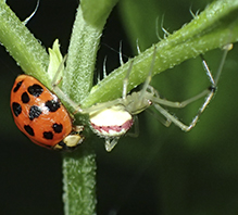 candy-striped spider